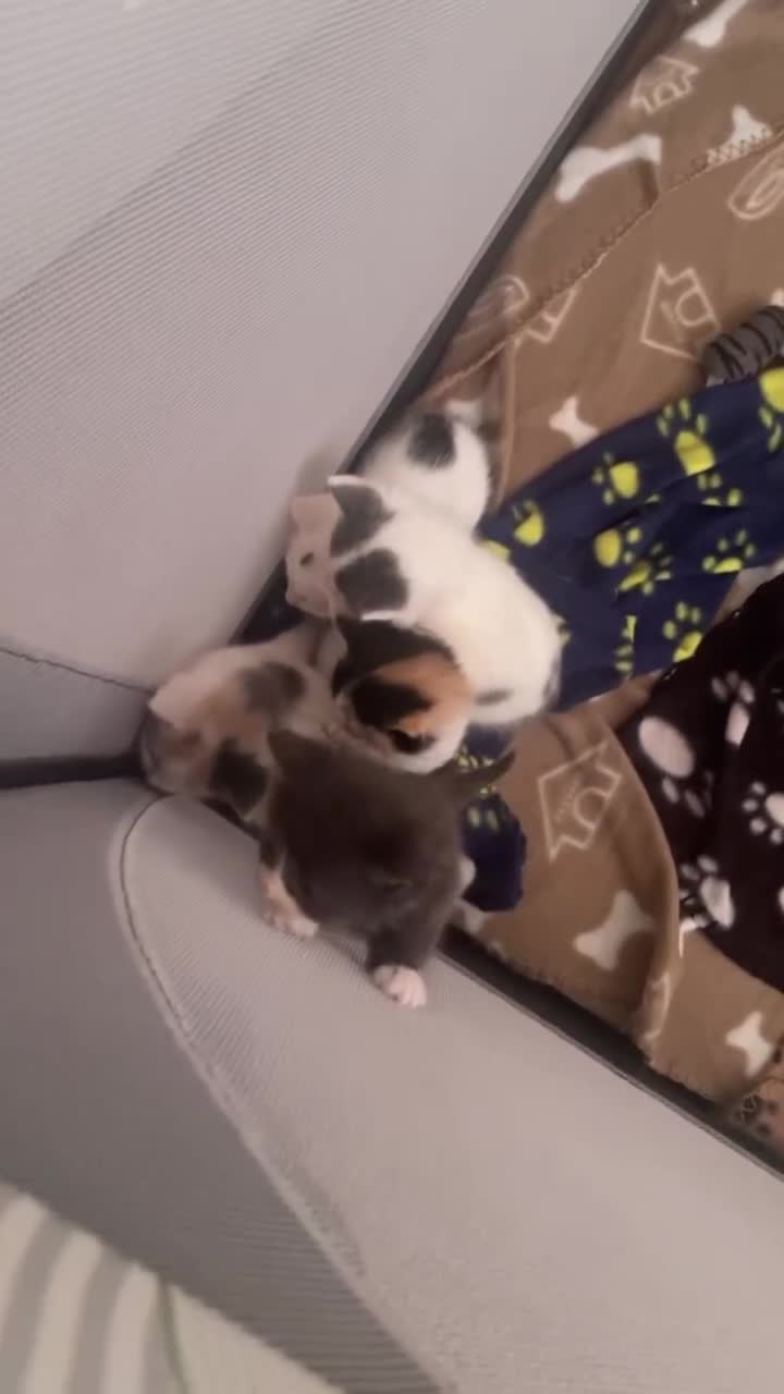 Mixed Breed cats for sale: Ragdoll cross birthed 5 babies in Paignton - Video 3