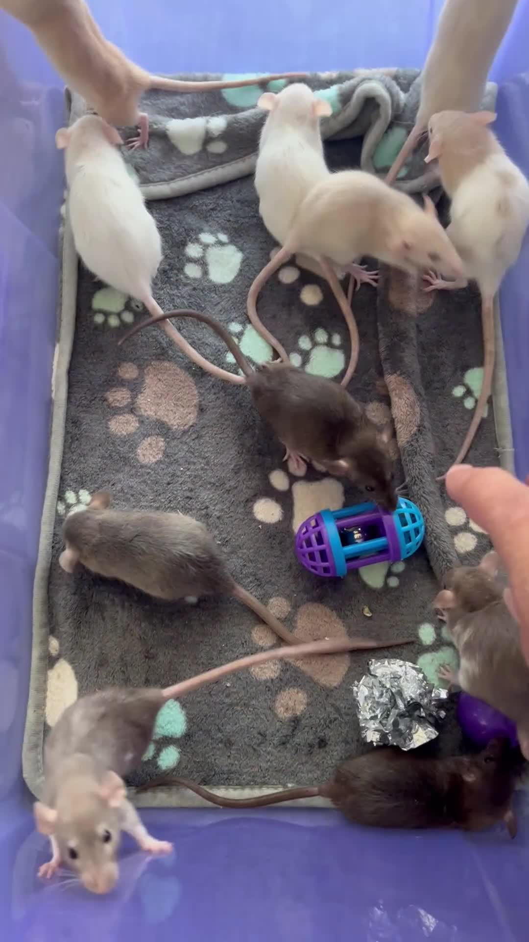 Rat rodents for sale: Baby dumbo rats for sale - Video 2