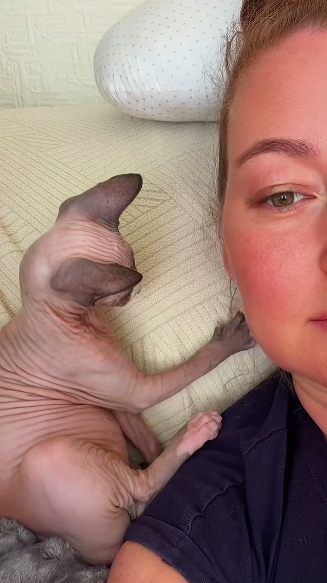 Sphynx cats for sale:  A Very Special Little Girl – Now Available  - Video 1