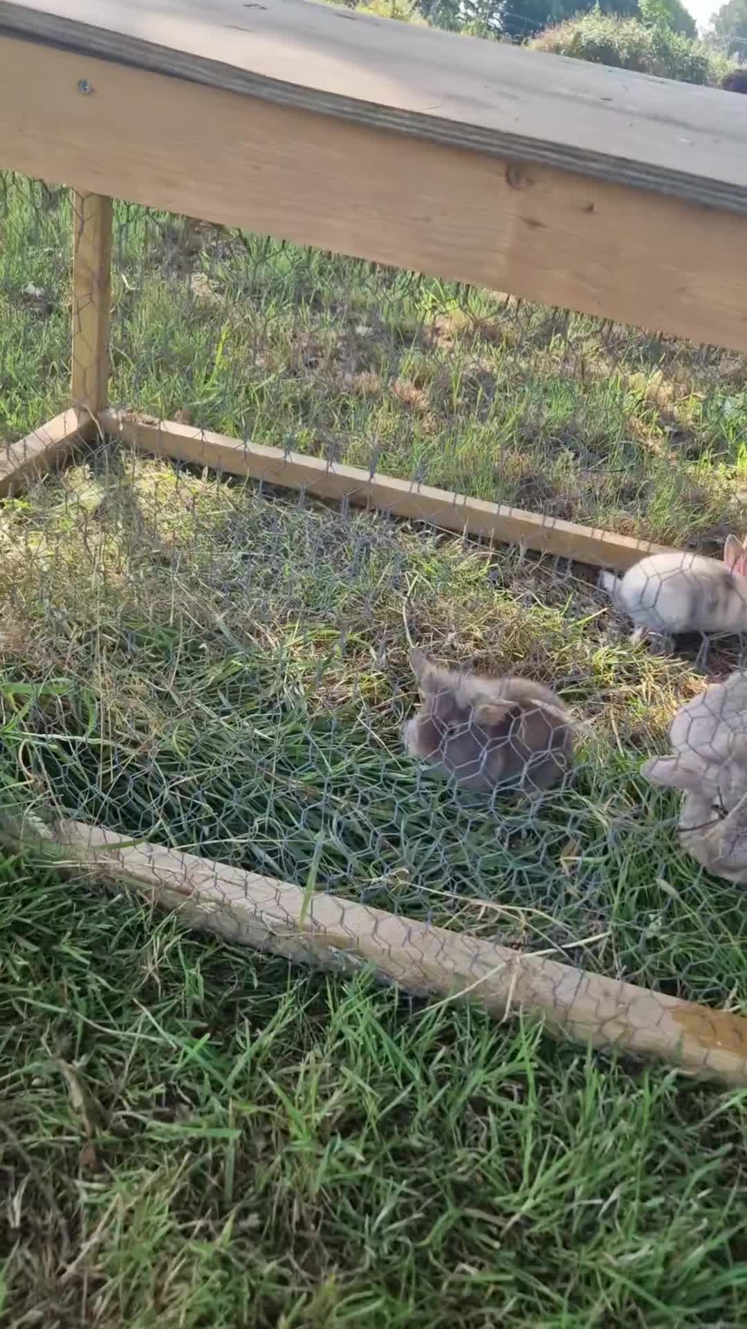 Mixed Breed rabbits for sale: Adorable Baby Rabbits Looking for a Forever Home - Video 2