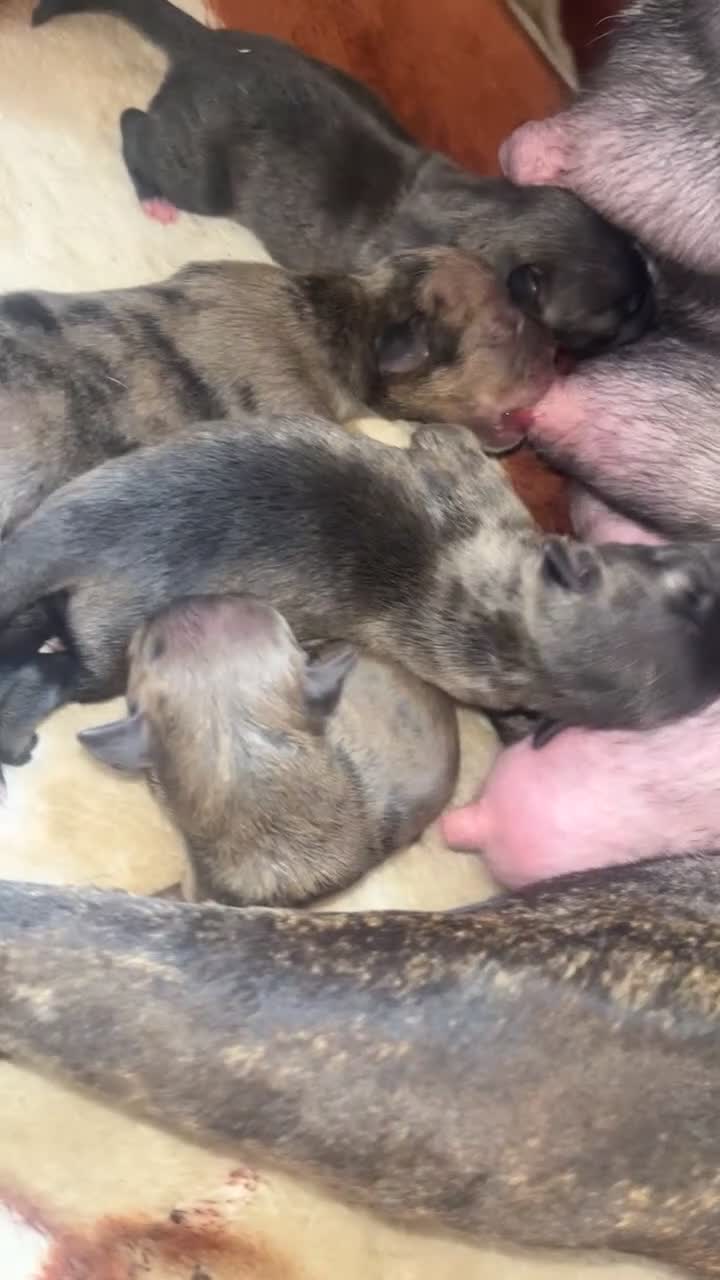 Mixed Breed dogs for sale: Merle bitches bandogs - Video 4