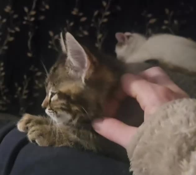 Mixed Breed cats for sale: Gorgeous kittens  - Video 3