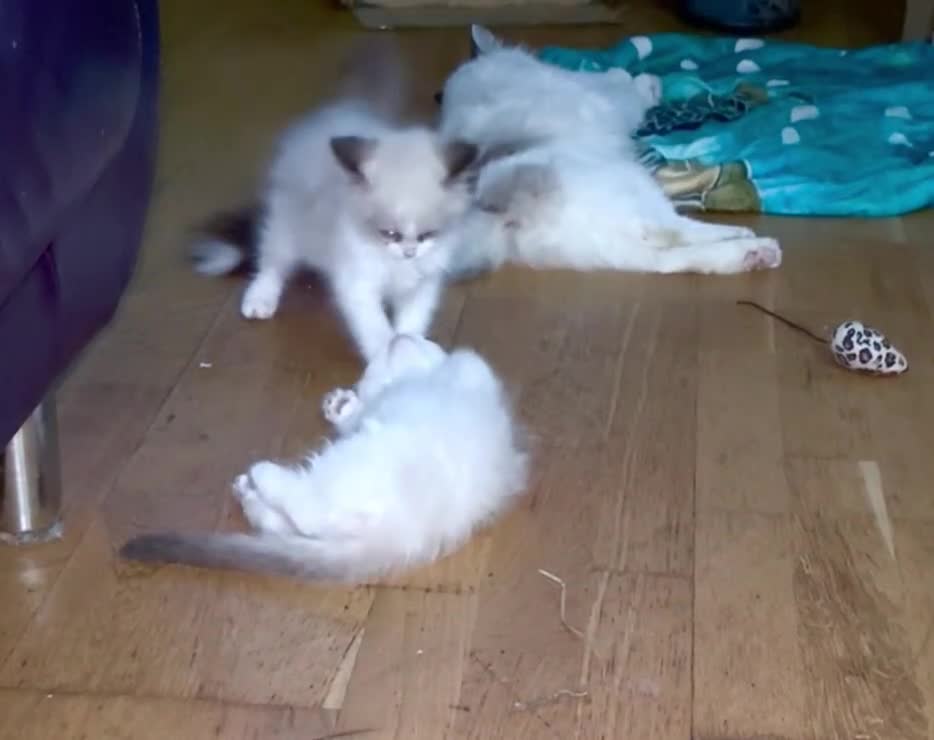 Ragdoll cats for sale: Ragdoll kittens purebred - Video 2