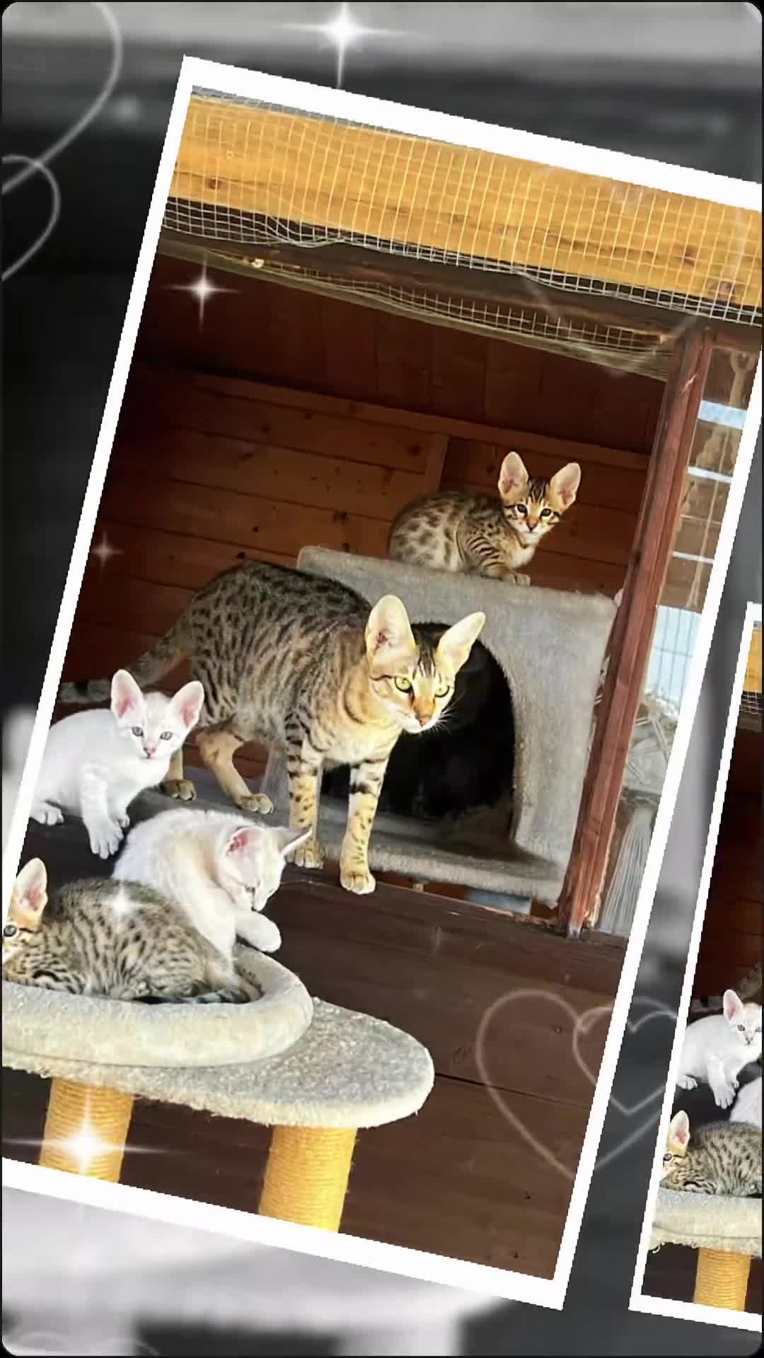 Savannah cats for sale: F5 SBT SNOW & BST SAVANNAHS KITTENS - Video 3