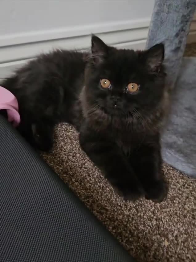 Persian cats for sale: Stunning Persian Boy - Video 5