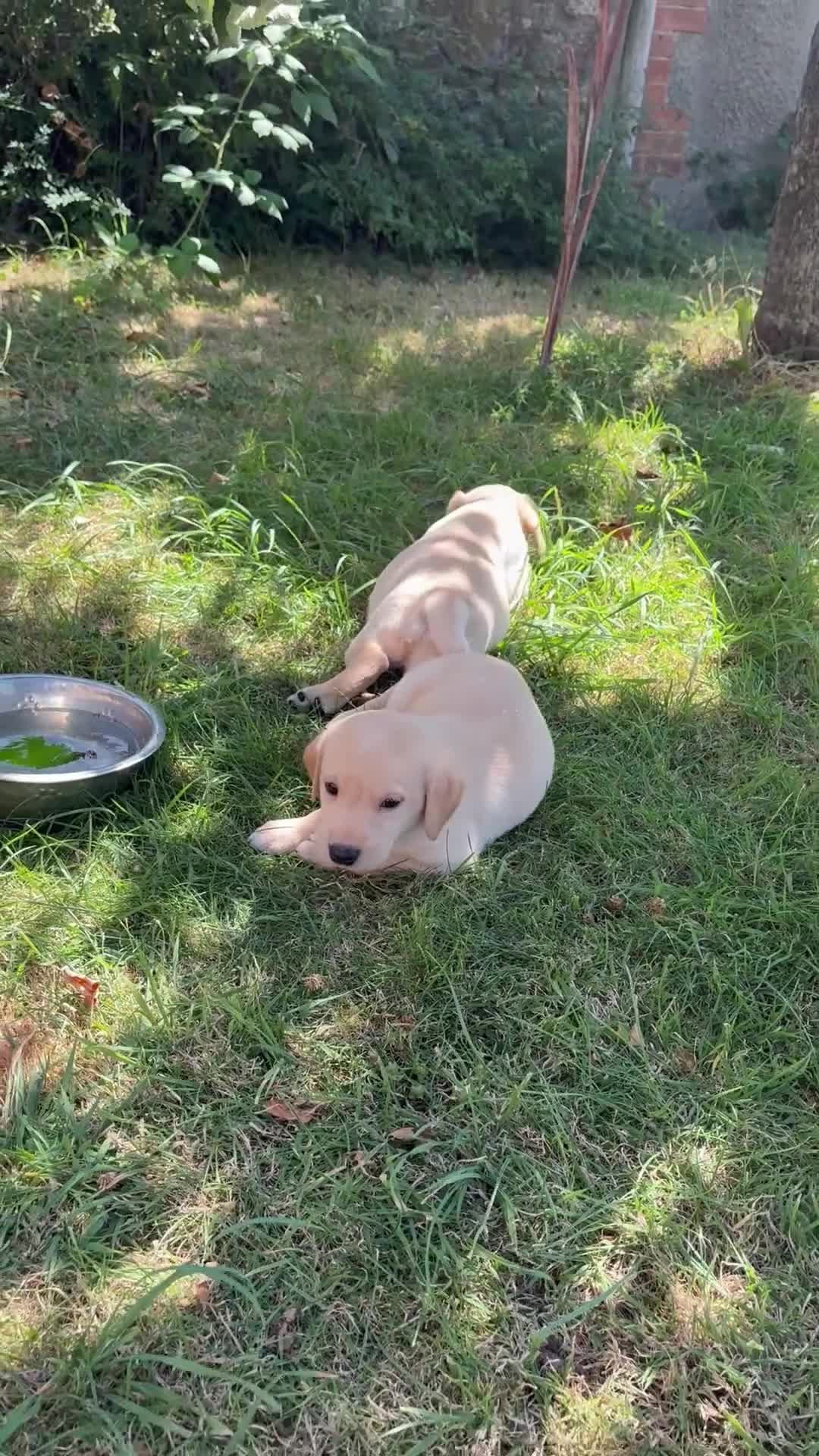 Labrador Retriever dogs for sale: Gorgeous KC Reg Labrador puppies - Video 3