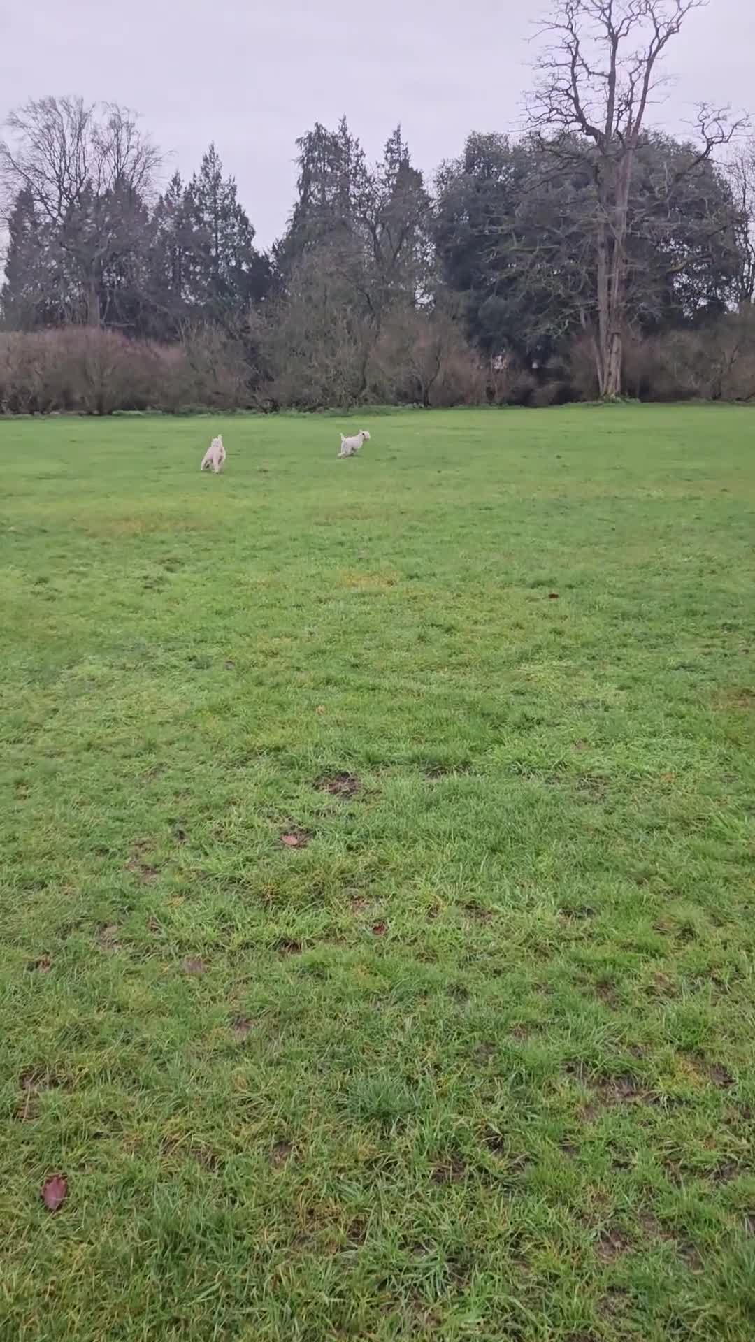 Soft Coated Wheaten Terrier dogs for sale: Wheaten Terrier - 5 years old - Video 1