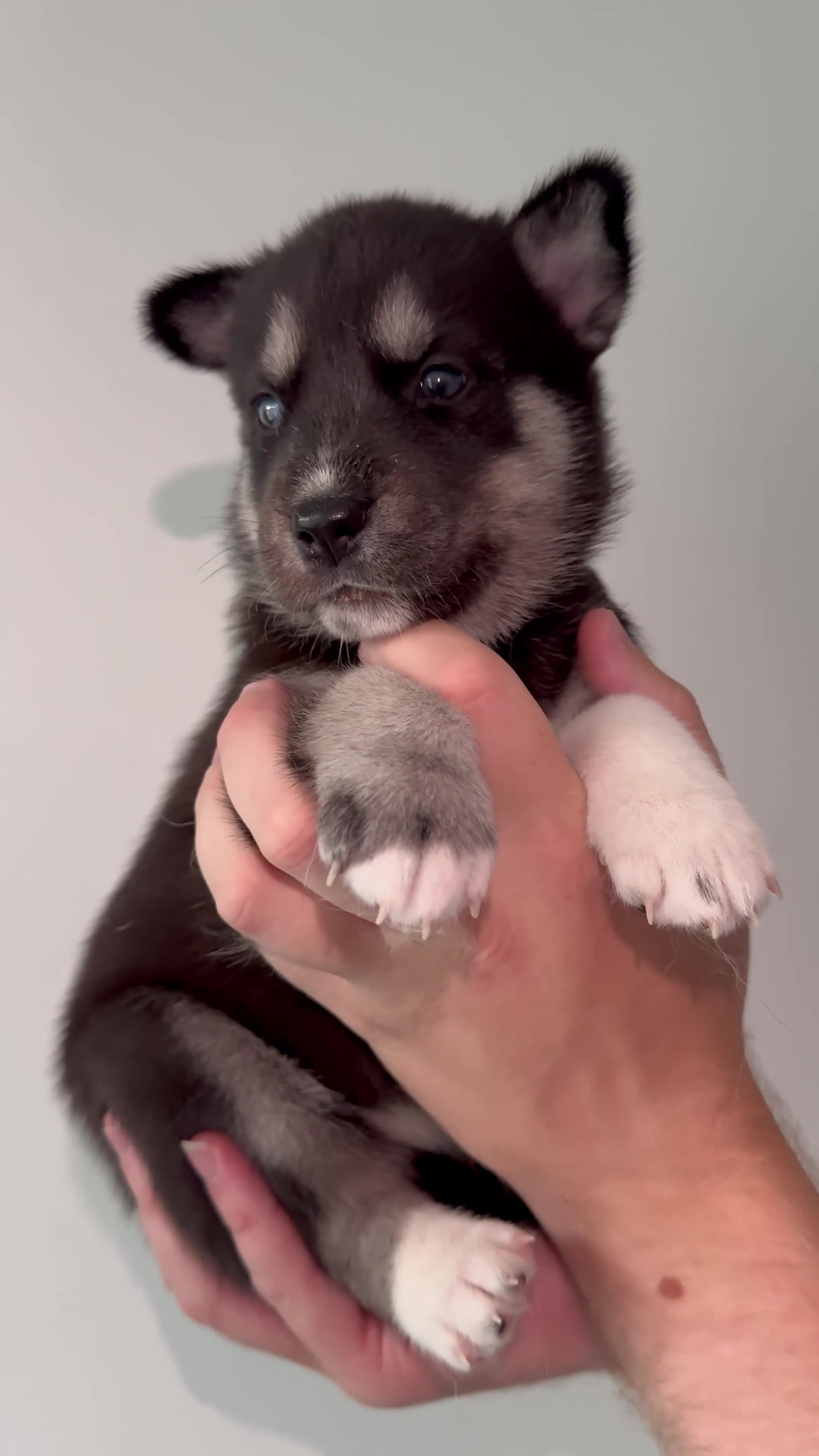 Siberian Husky dogs for sale: Beautiful Chunky Siberian Husky Puppies  - Video 3