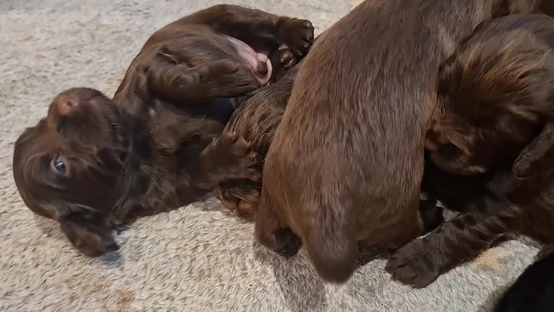 Cocker Spaniel dogs for sale: Working Cocker Spaniel Puppies - Video 2