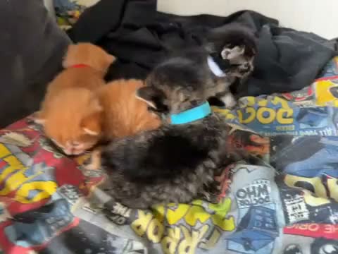 Mixed Breed cats for sale: 2 ginger boys and 2 tabby girls - Video 1