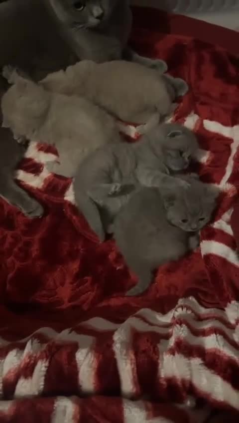 British Shorthair cats for sale: Four stunning British shorthair kittens  - Video 4