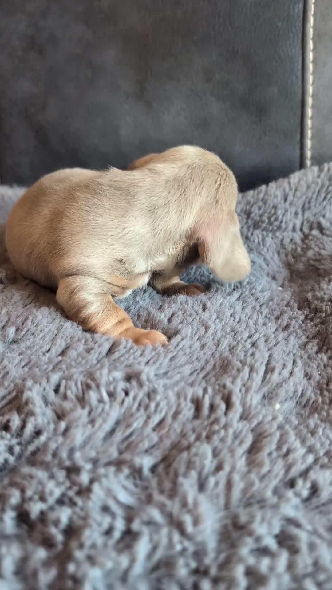 Miniature Dachshund dogs for sale: 🐾 KC Registered Top Quality Miniature Dachunds 🐾 - Video 3