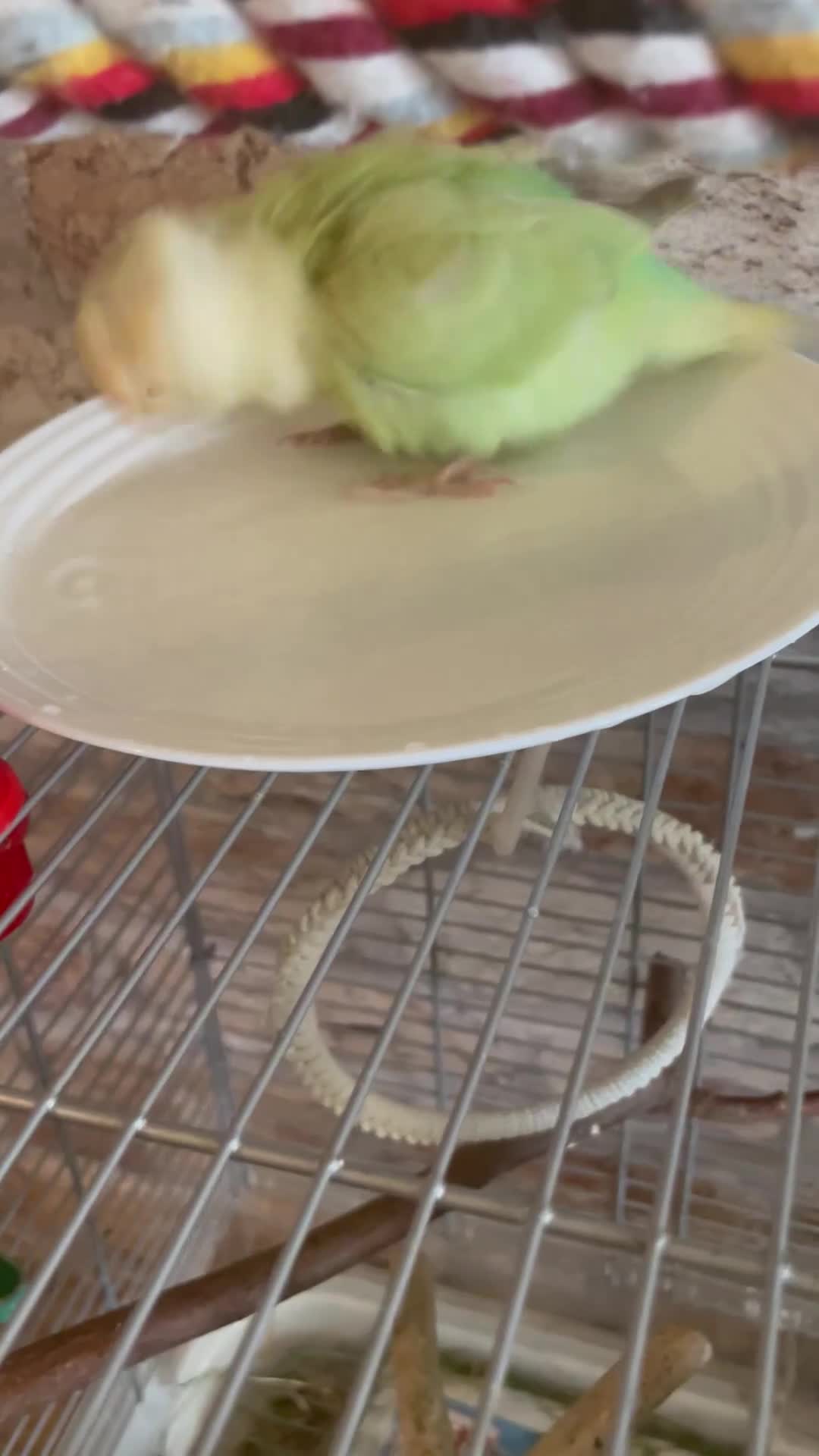 Lovebirds birds for sale: Beautiful hand reared baby lovebird  - Video 2