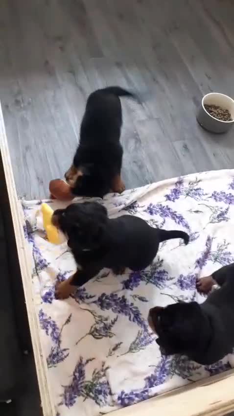 Rottweiler dogs for sale: Champion German Rottweiler Puppies - Video 1