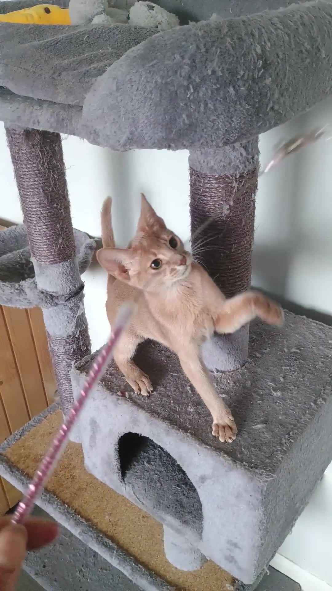 Abyssinian cats for sale: Blue Abyssinian male kittens - Video 1