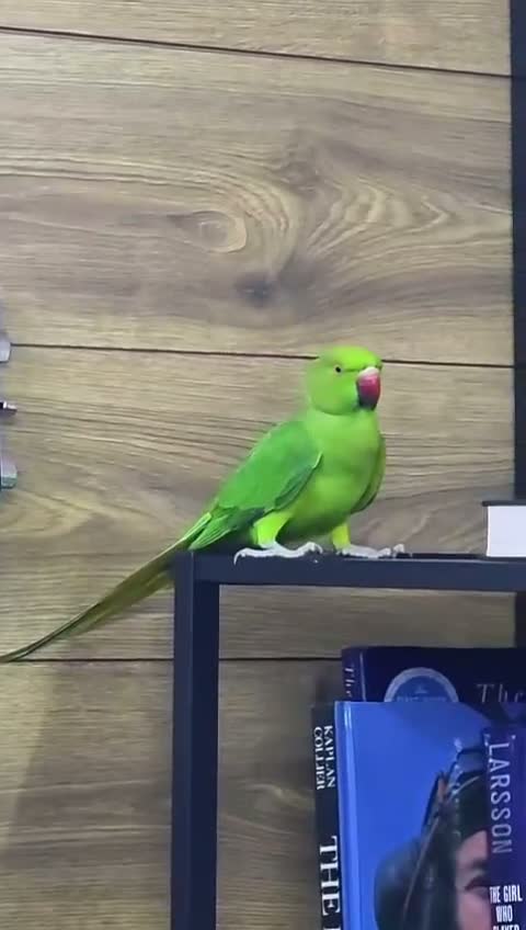 Ringnecks birds for sale: Young Talking Green Ringneck 5-6 Months Old - Video 1