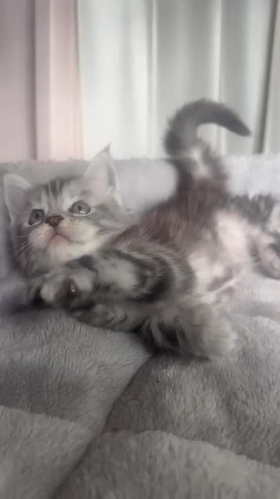 Maine Coon cats for sale: Stunning Maine Coon Litter Of Kittens  in Billericay - Video 1