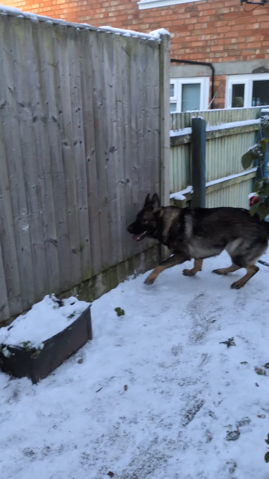 German Shepherd dogs for sale: Friendly, energetic German Shepherd dog 11 months - Video 1