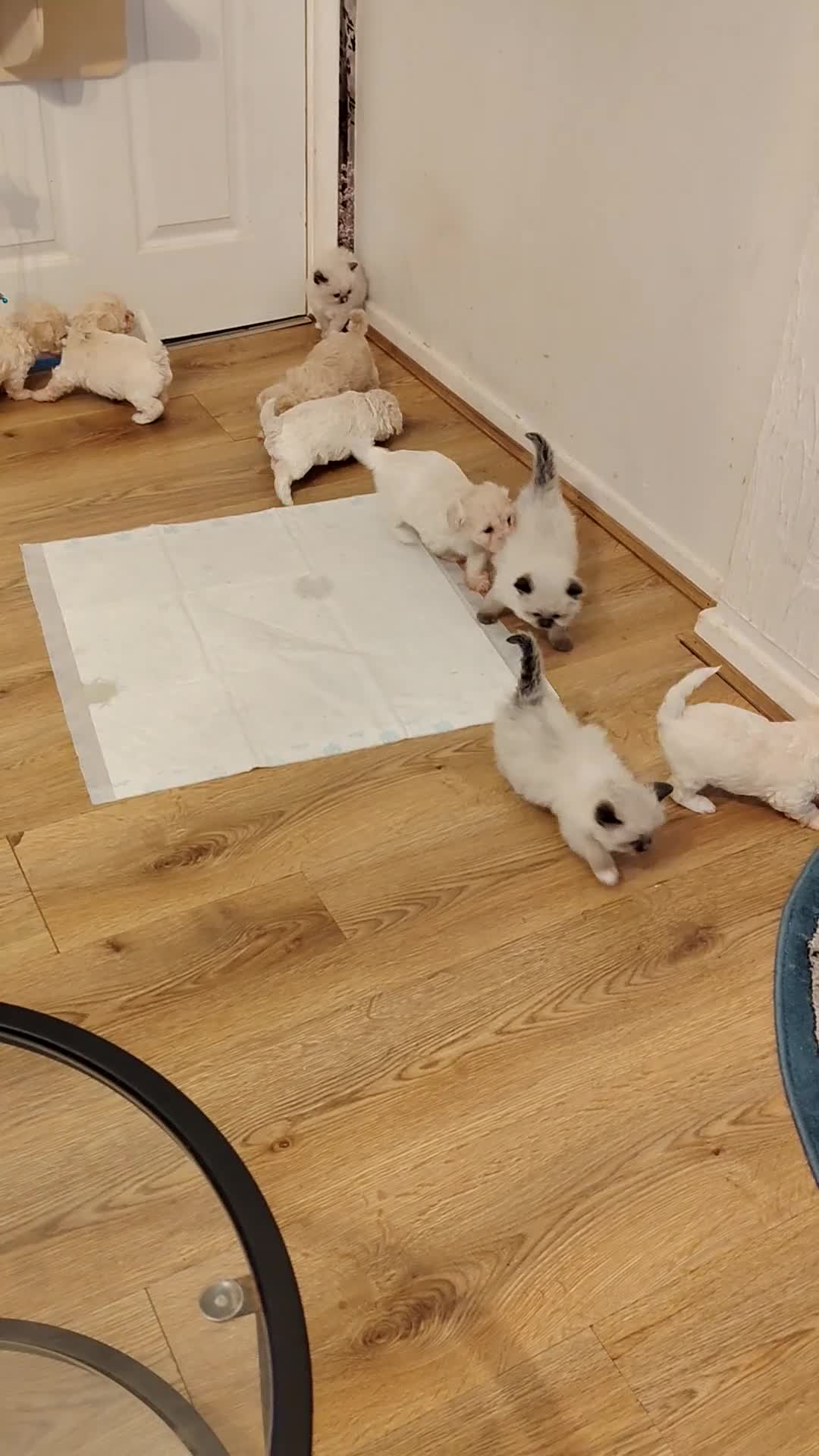 Poochon dogs for sale: Miniature poochon  - Video 1