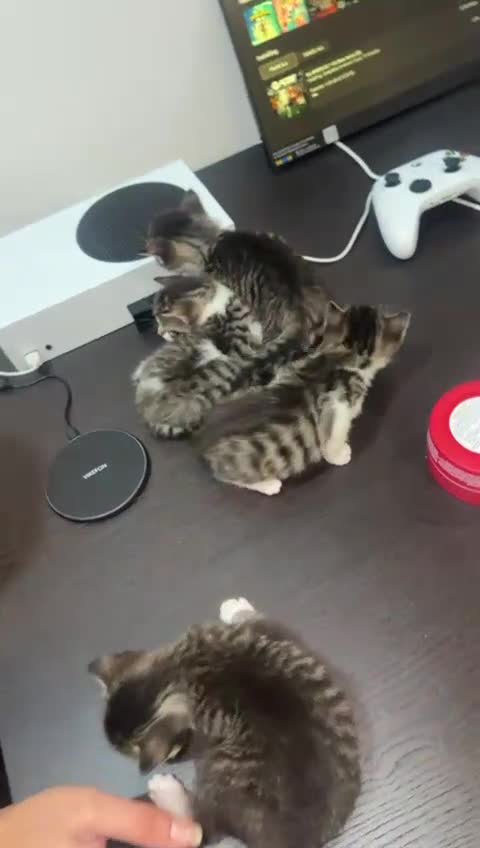 British Shorthair cats for sale: Beautiful Tabby kittens for sale - Video 2