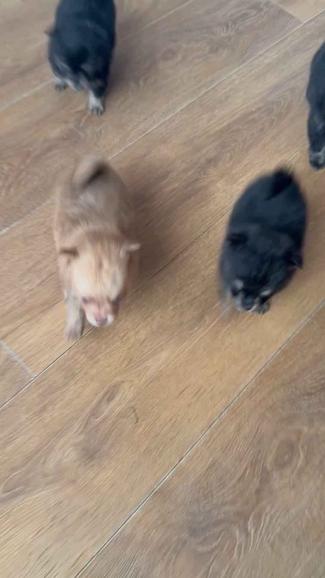 Pomchi dogs for sale: Last 2 boys family raised Pomchi puppies 💗 - Video 3