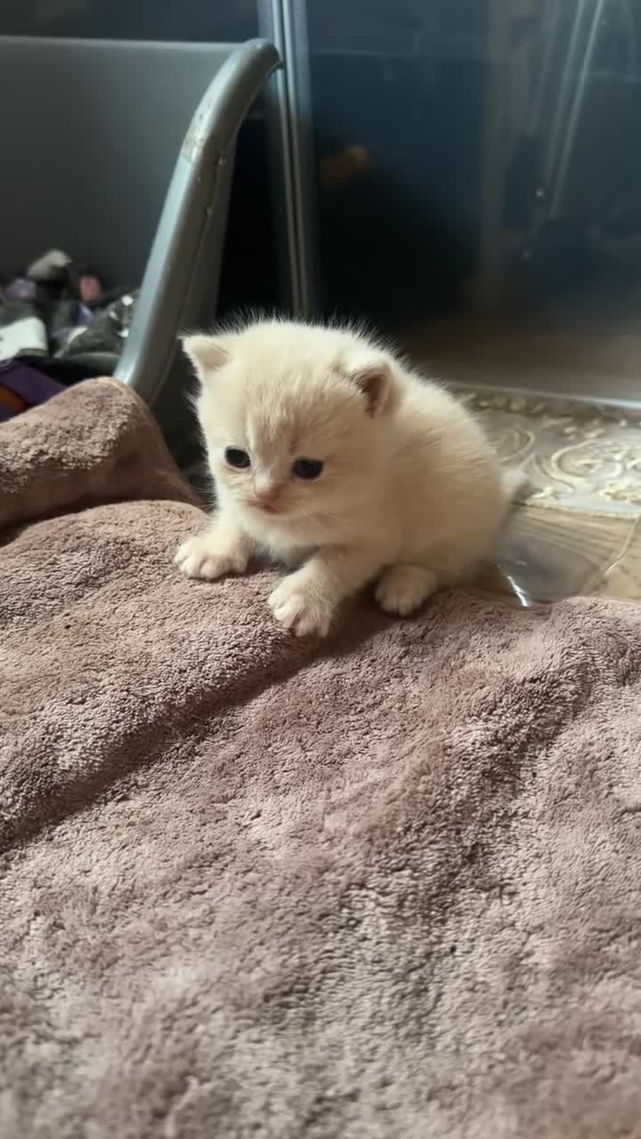 British Shorthair cats for sale: British shorthair kittens in Edinburgh - Video 4