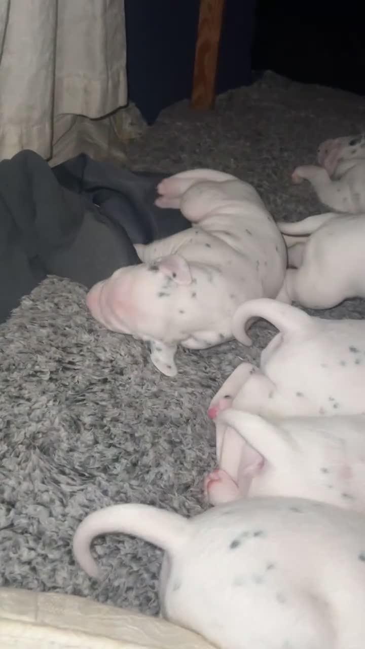 Dalmatian dogs for sale: Beautiful Dalmatian Puppies - Video 4