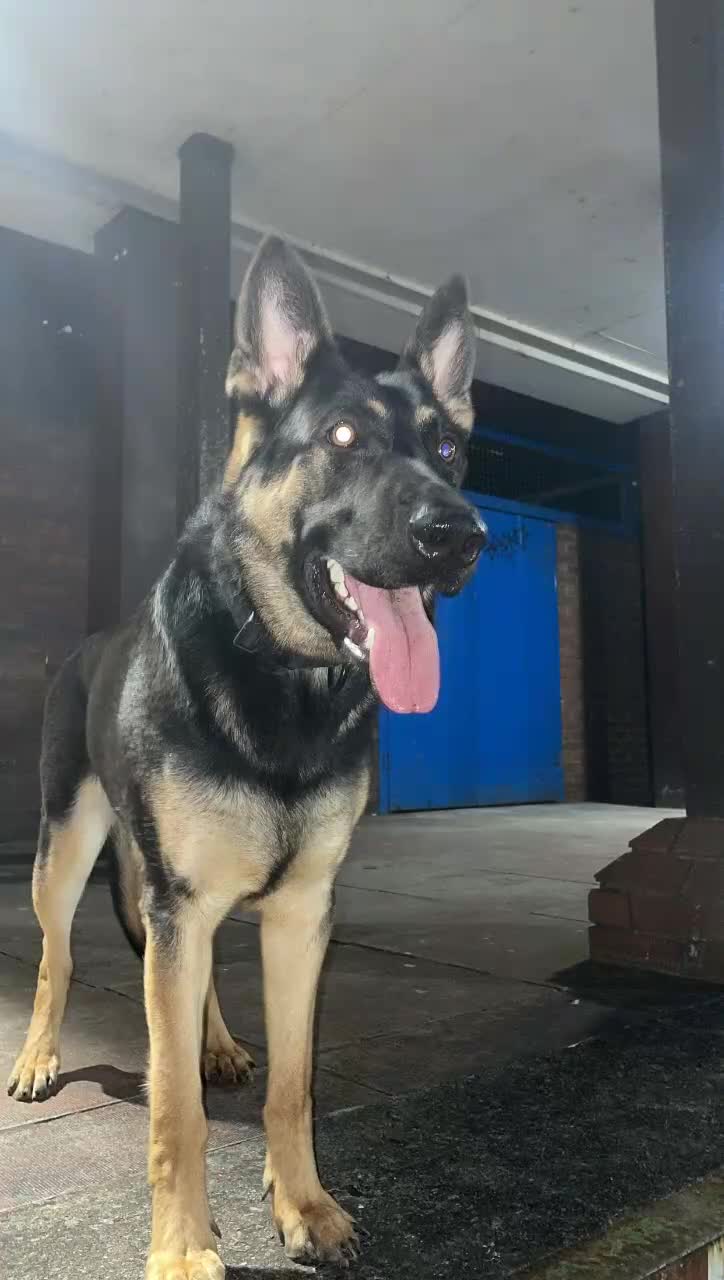 Mixed Breed dogs for sale: German Shepherd - Video 3