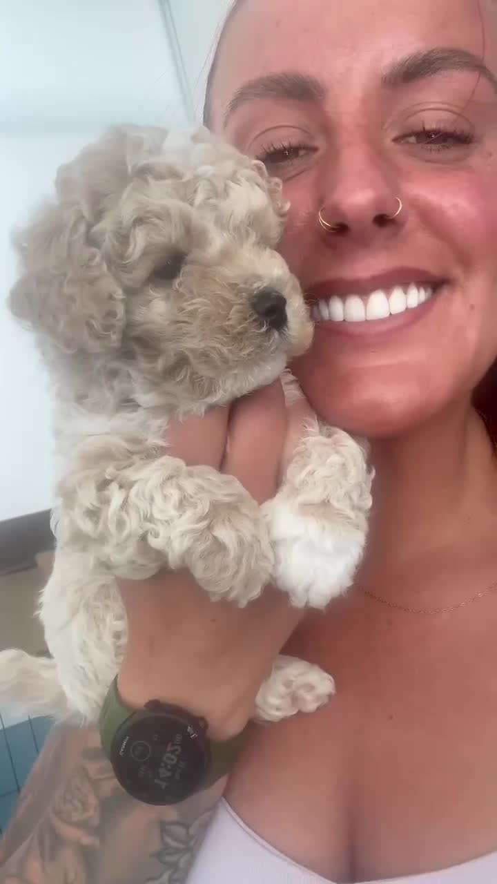 Poochon dogs for sale: Poochon Puppies in Troon - Video 1