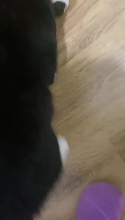 Mixed Breed cats for adoption: Special rescue cat Magda needs a forever home - Video 1