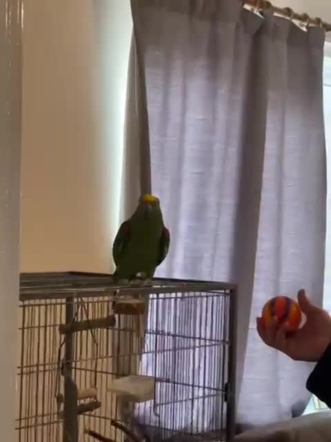 Macaws birds for sale: Accrington  - Video 2