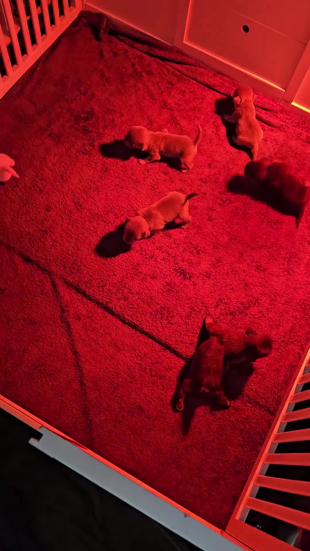 Pug dogs for sale: Stunning colourful litter of pugs - Video 2
