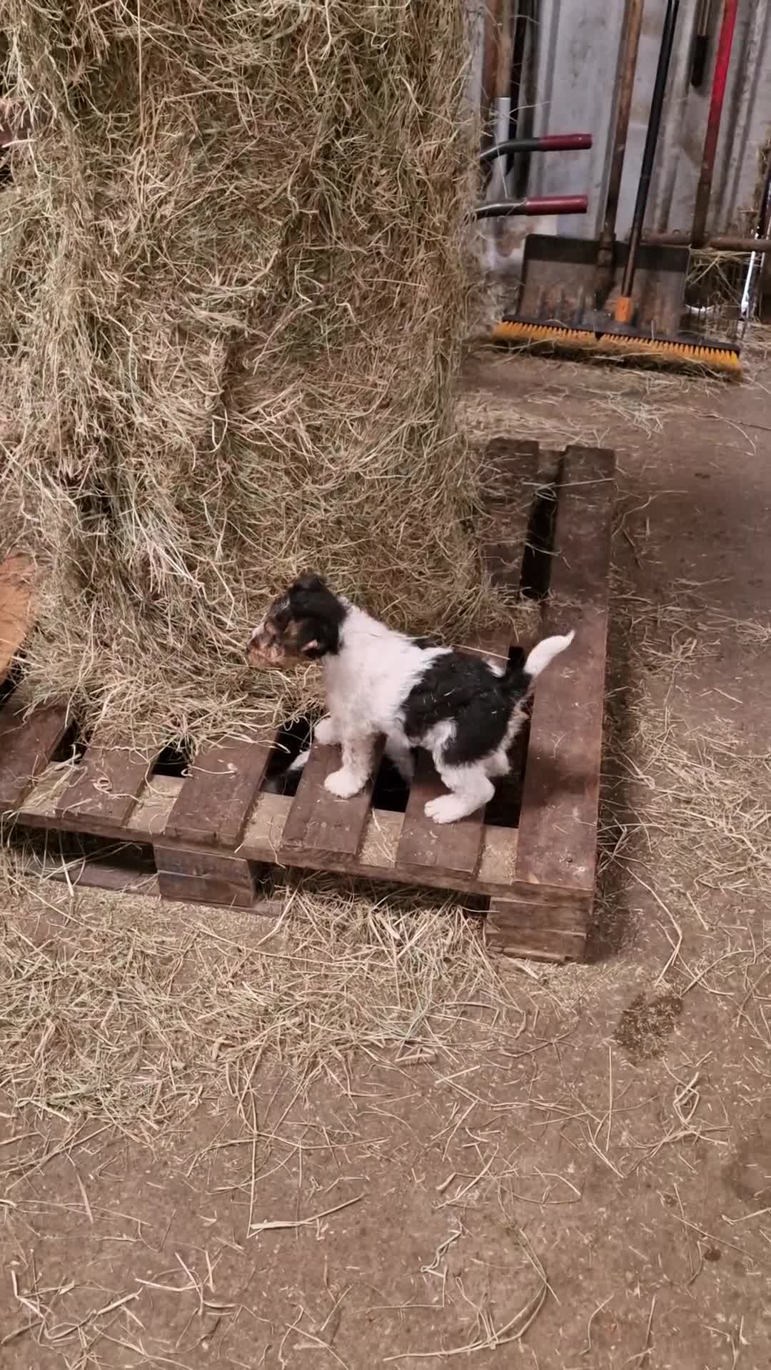Fox Terrier dogs for sale: 3 little foxie girls - Video 1