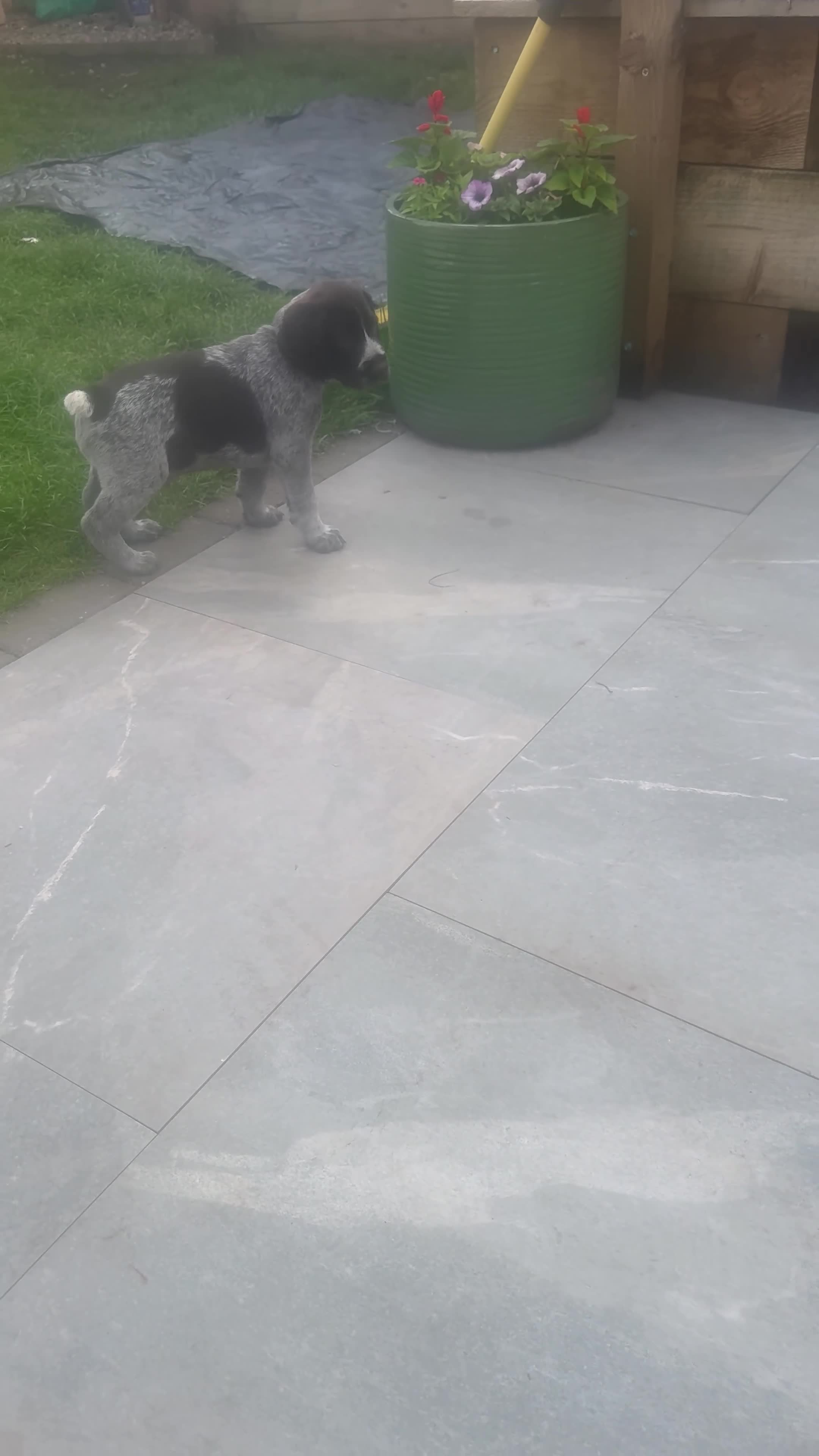 German Wirehaired Pointer dogs for sale: KC REG VINCROCSON a Lovely litter of GWP pups  - Video 2