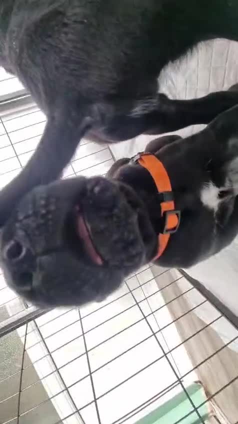 Cane Corso dogs for sale: Cane corso puppies  - Video 3