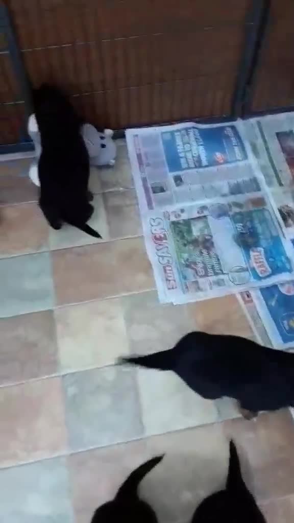 Mixed Breed dogs for sale: Welsh springer/Gordon  Setter Cross breed - Video 1