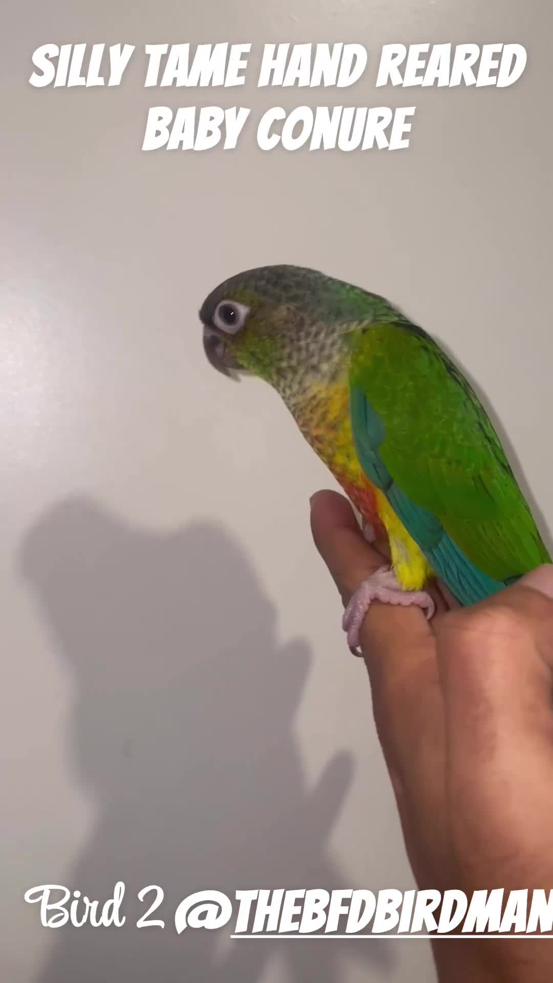 Conures birds for sale: 100% SILLY TAME HAND REARED BABY CONURES - Video 2