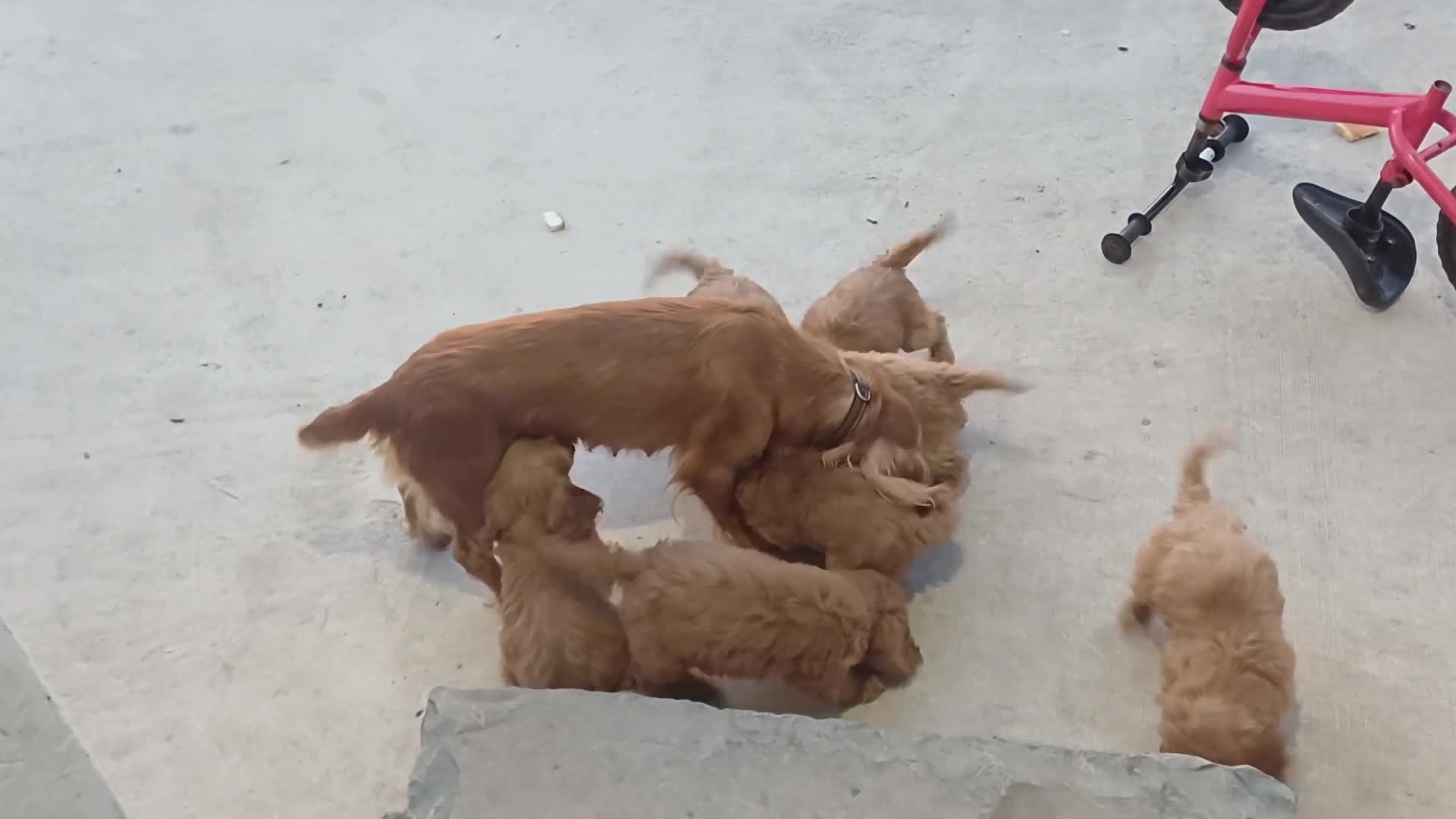Cockapoo dogs for sale: Cockapoo puppies for sale - Video 1