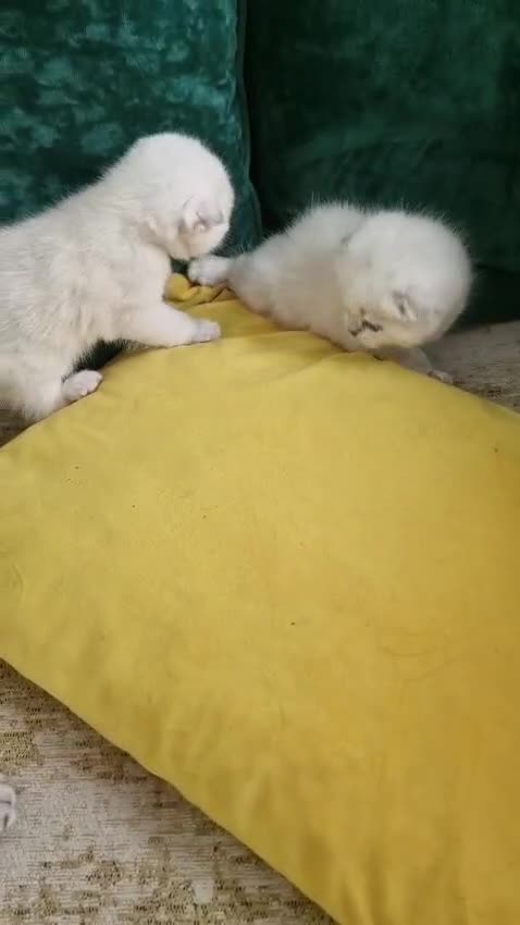 Scottish Fold cats for sale: Scottish Fold Kittens - Video 1