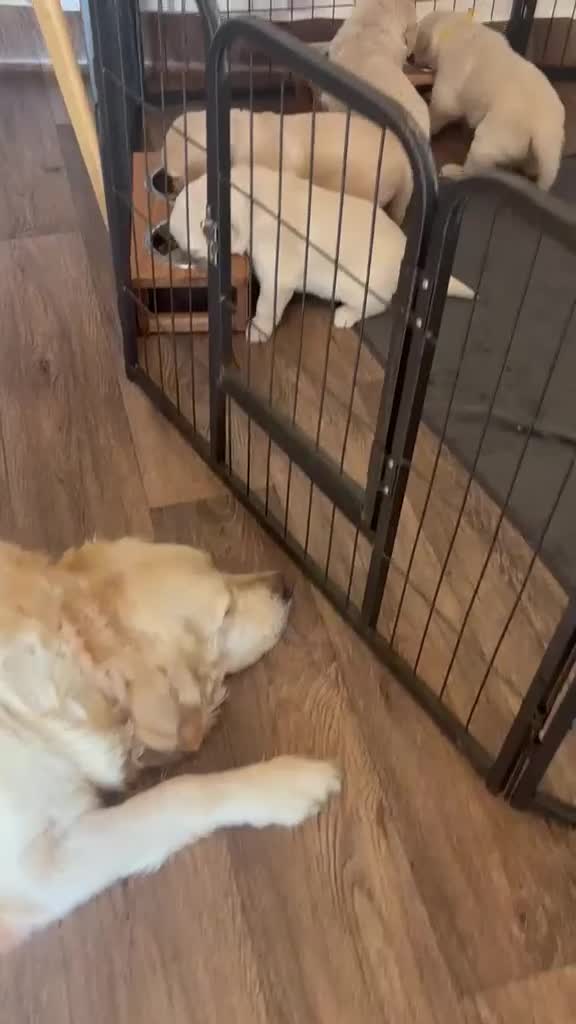 Golden Retriever dogs for sale: Golden retriever puppies - Video 1