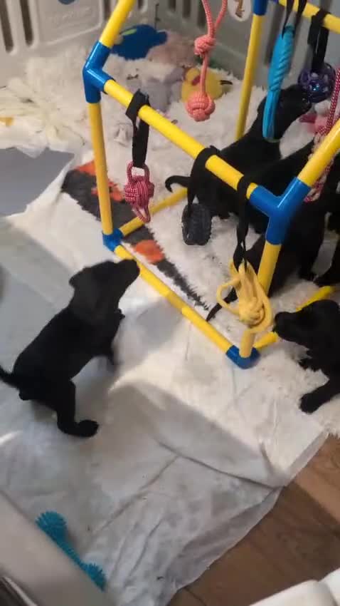 Labrador Retriever dogs for sale: 2 boys left - Stunning KC Reg Black Lab puppies - Video 1