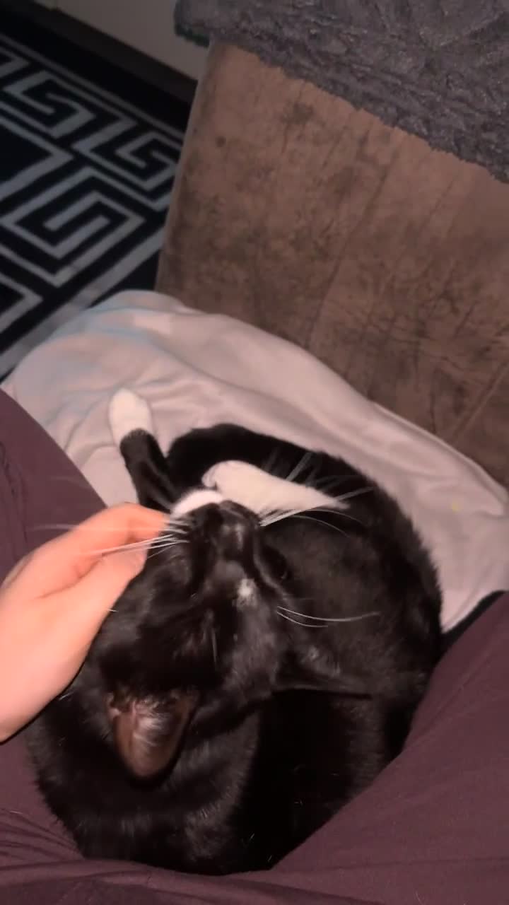 Mixed Breed cats for sale: Male cat neutered  - Video 1