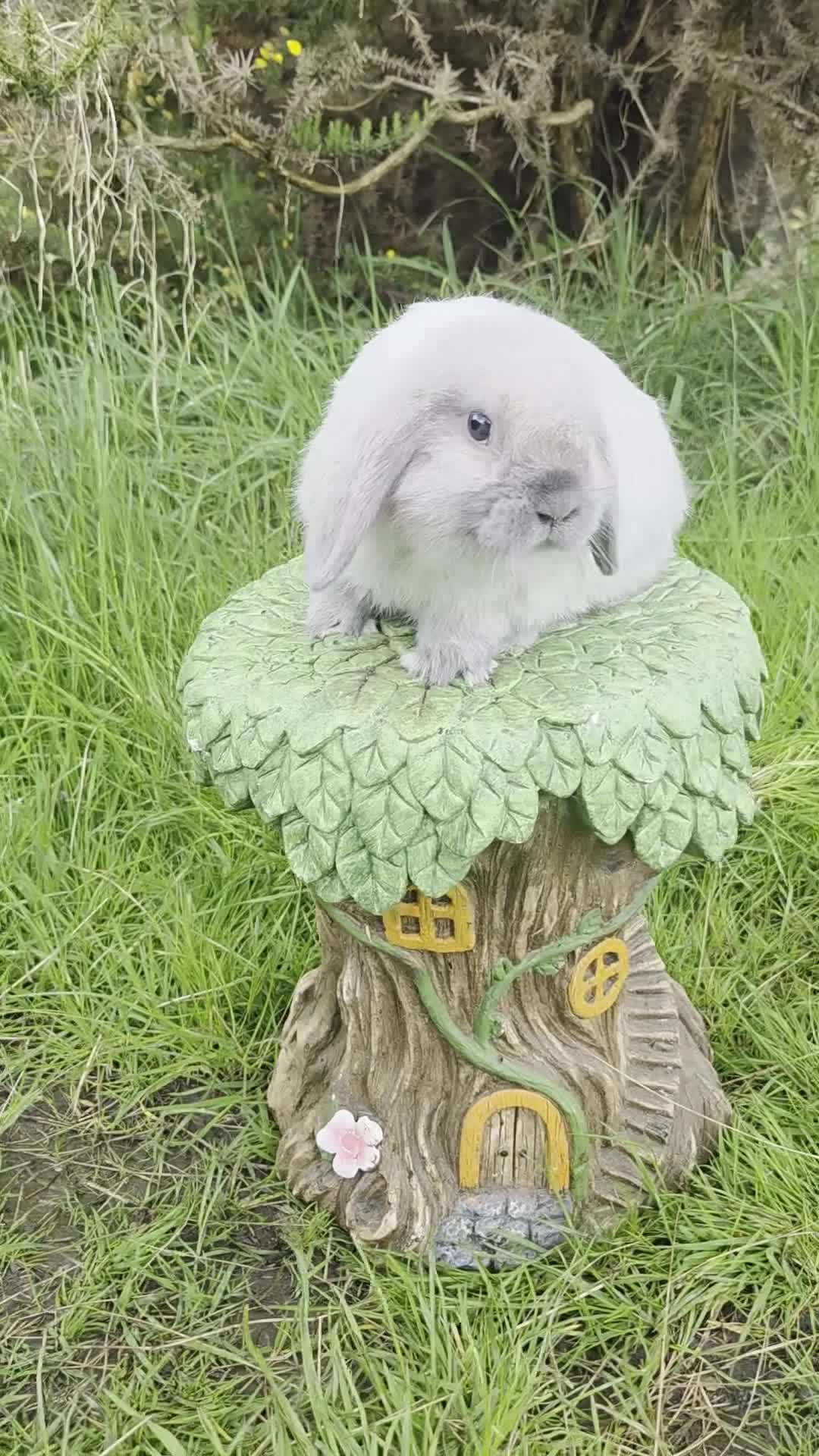 Mini Lop rabbits for sale: PURE MINI LOP BUNNIES  - Video 1