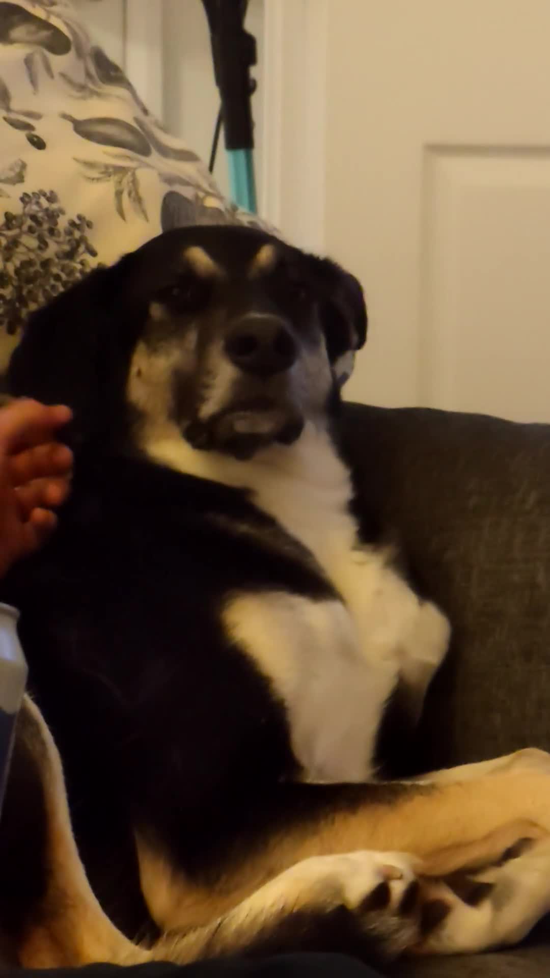 Mixed Breed dogs for sale: 2 years old Female - Video 1