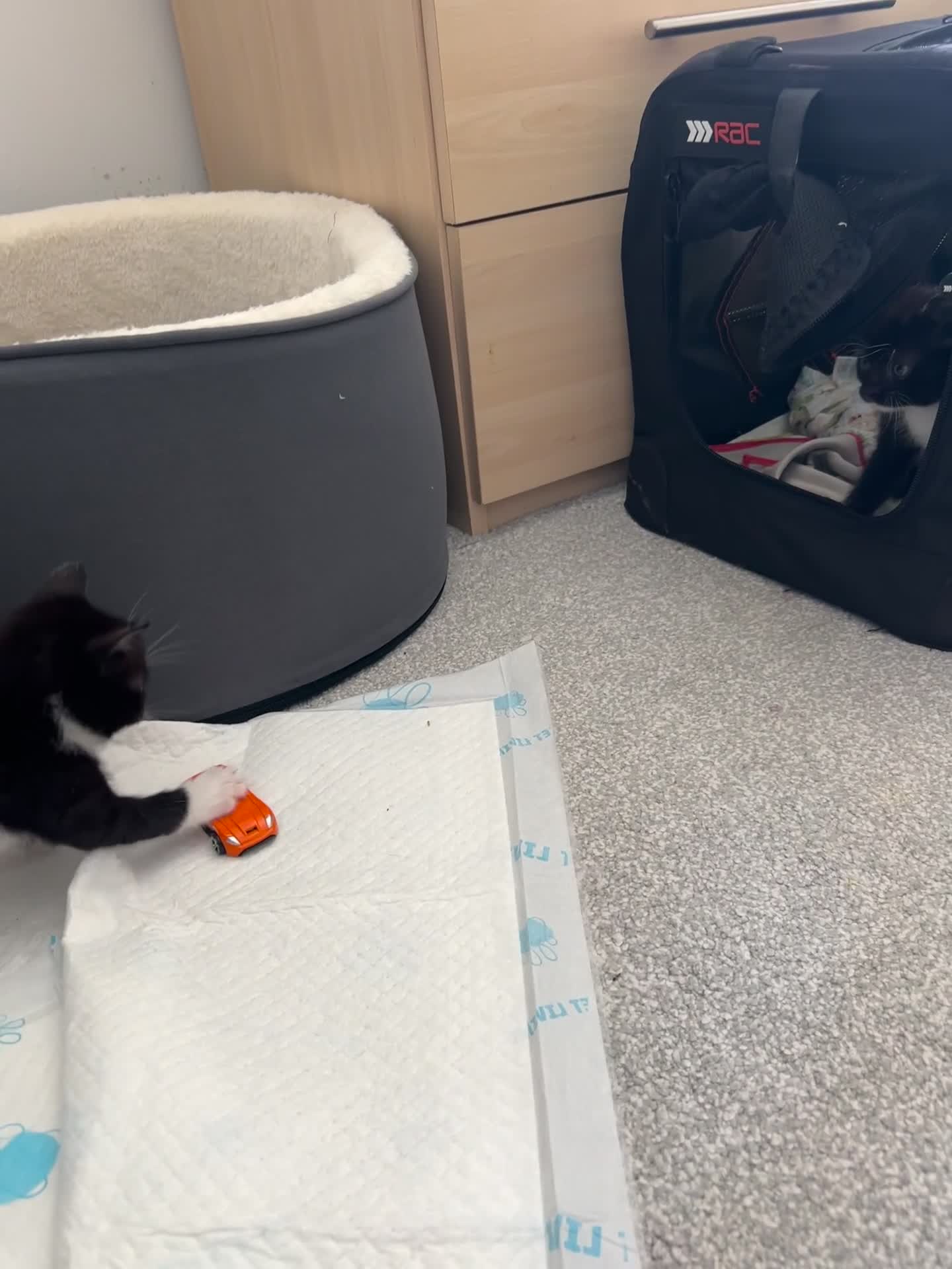 Mixed Breed cats for sale: Cute, gentle and playful kitties  - Video 3