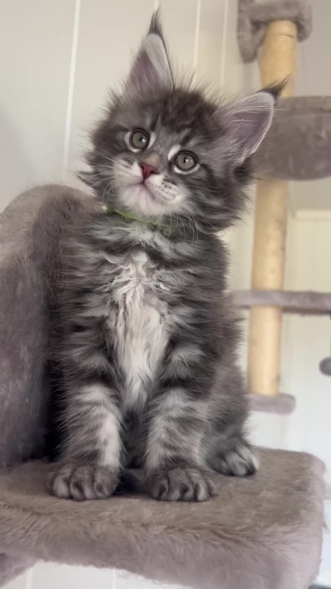 Maine Coon cats for sale: Pedigree GCCF reg Maine Coon kittens for sale  - Video 1