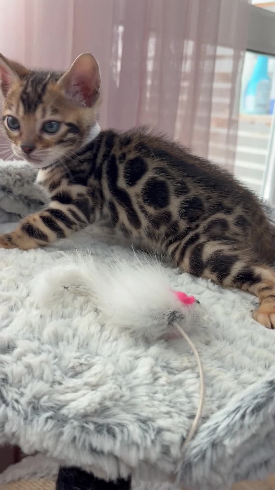 Bengal cats for sale: Quality Bengal kittens - Video 2