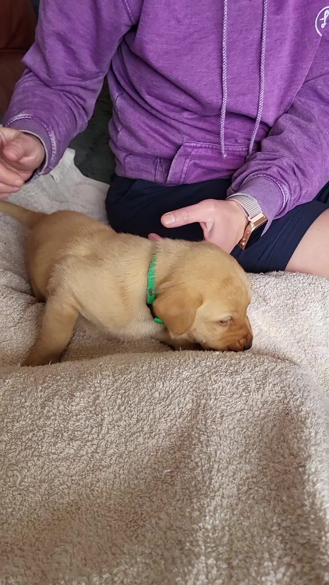 Labrador Retriever dogs for sale: 3 Fox Red girl puppies left.Available from 10/7/26 - Video 1