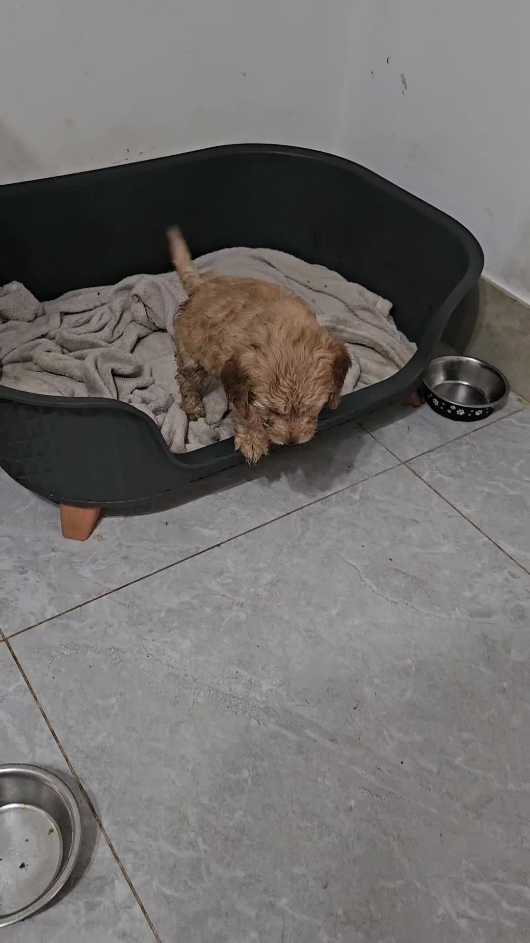 Cockapoo dogs for sale: Cockapoos for sale  - Video 5
