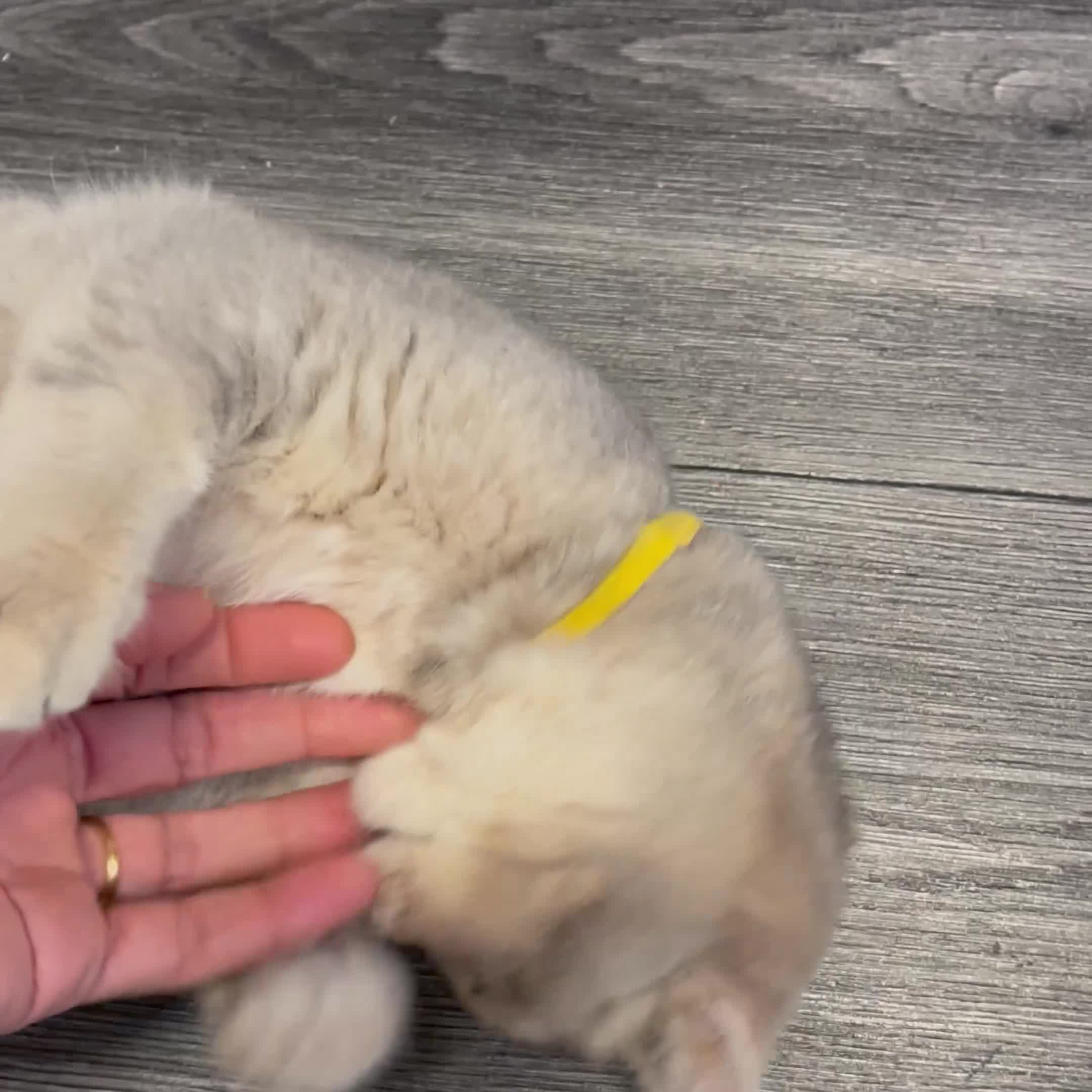 British Shorthair cats for sale: Only one TICA & GCCF British Shorthair Kitten  - Video 1